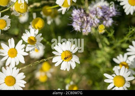 High-Angle selective Focus Aufnahme eines Insekts auf einem Gänseblümchen Stockfoto