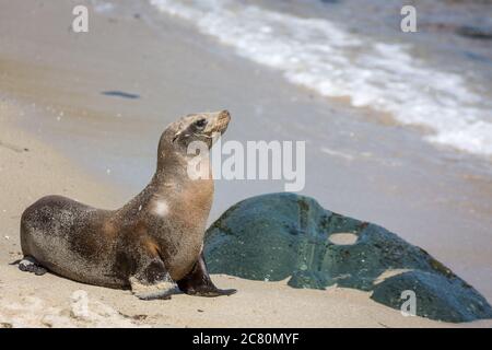 Im Sommer posiert ein einziger Seelöwe auf den Felsen in La Jolla Cove in La Jolla, Kalifornien, USA Stockfoto