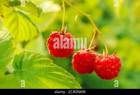 Reife Beeren auf einem Himbeerzweig aus der Nähe Stockfoto