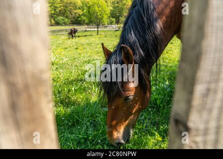 Porträt eines Pferdes, das in einer Wiese aus der Nähe grast Stockfoto