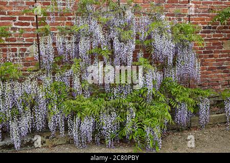 Blaue Laburnum-Blütentrauben hängen vor der roten Backsteinmauer Stockfoto