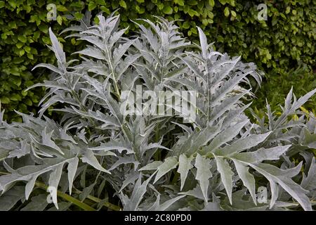 Silbergraue Blätter des Cynaro cardunculus, einer mediterranen Pflanze, auch Cardoon genannt Stockfoto