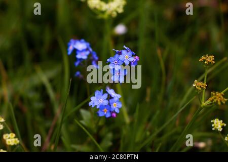 Makro der Vergiss mich nicht Blumenkopf, bunte Blume auf dem Feld, Natur und grüne Farben Hintergrund. Stockfoto