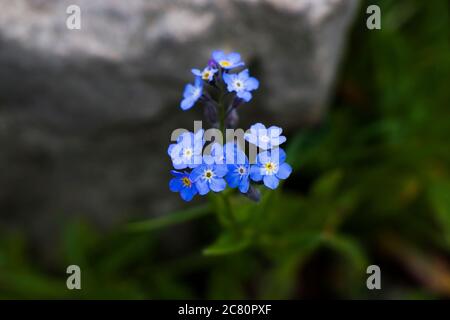 Makro der Vergiss mich nicht Blumenkopf, bunte Blume auf dem Feld, Natur und grüne Farben Hintergrund. Stockfoto