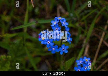 Makro der Vergiss mich nicht Blumenkopf, bunte Blume auf dem Feld, Natur und grüne Farben Hintergrund. Stockfoto