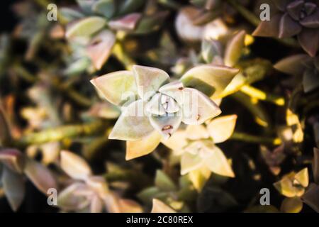 Graptopetalum paraguayense in einer schönen Nahaufnahme in Brasilien als Perlmutt Pflanze bekannt Stockfoto