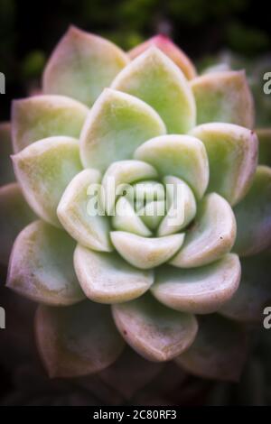 Graptopetalum paraguayense in einer schönen Nahaufnahme in Brasilien als Perlmutt Pflanze bekannt Stockfoto