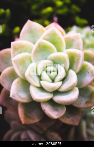 Graptopetalum paraguayense in einer schönen Nahaufnahme in Brasilien als Perlmutt Pflanze bekannt Stockfoto