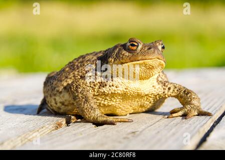 Kröte sitzt auf alten Holztisch, Bufo Bufo Nahaufnahme. Stockfoto