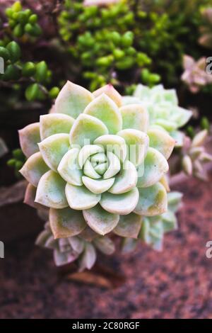 Graptopetalum paraguayense in einer schönen Nahaufnahme in Brasilien als Perlmutt Pflanze bekannt Stockfoto