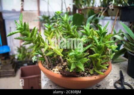 Aloe juvenna Brandham in einem Topf mit Schere und Tisch Stockfoto