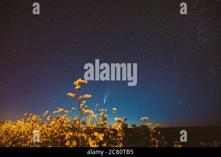 Europa. 18. Juli 2020. Komet Neowise C 2020 F3 in Nacht Sternenhimmel über blühender Buchweizen Landwirtschaftliches Feld. Nacht Sterne Im Juli Monat. Stockfoto