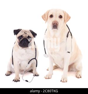Zwei Hunde sitzen mit Stethoskopen isoliert auf weißem Hintergrund Stockfoto