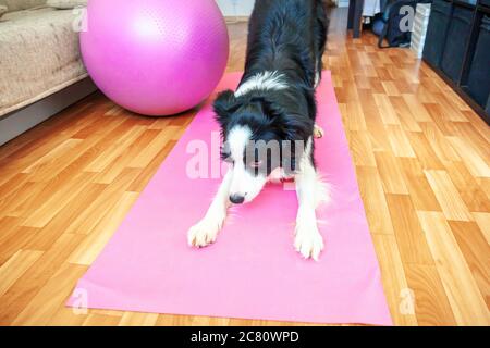 Lustige Hund Grenze Collie Üben Yoga-Lektion innen. Welpen tun Yoga Asana Pose auf rosa Yoga-Matte zu Hause. Konzept der Ruhe und Entspannung. Trainieren Sie im Fitnessstudio zu Hause Stockfoto