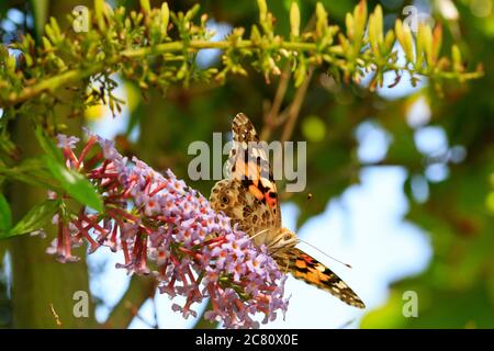 Nahaufnahme einer gemalten Dame Schmetterling, Vanessa cardui, auf einer mauve Blume mit seiner langen Zunge Fütterung thront. Grünes Laub dahinter. Stockfoto