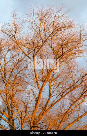 Große graue Pappel Baum im Winter mit Ästen tragen alle Blätter. Niedriger Winkel goldene Stunde Sonnenlicht auf dem Baum gegen einen dunkelgrauen Himmel. Stockfoto