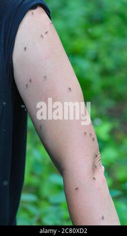 20. Juli 2020, Brandenburg, Frankfurt (oder): Viele Mücken der Art Aedes vexans sind am Arm einer Frau zu sehen. Foto: Patrick Pleul/dpa-Zentralbild/ZB Stockfoto