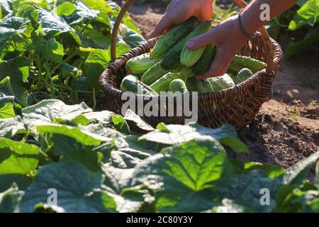 Bio-Gemüse. Bauern Hände mit frisch geernteten Gurken im Korb. Ernte von Gartenprodukten. Stockfoto