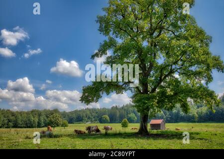 DE - BAYERN: Landwirtschaftliche Landschaft mit Kühen bei Bad Tölz Stockfoto