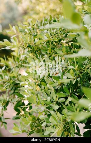 Äste, Blätter und Beeren Lorbeerblatt auf dem Baum. Stockfoto