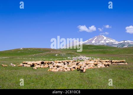 Schafe und Ziegen im Tal. Häusliche Tierhaltung. Bauernhof in den Bergen. Große Gruppe von Schafen. Stockfoto