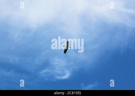 Vogelkran auf dem Nest, Tier Thema Tierwelt, blauer Himmel und Tageslicht Stockfoto