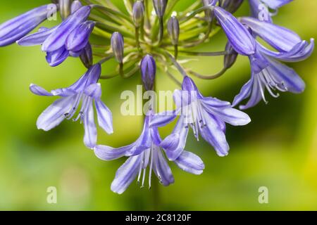 Nahaufnahme der röhrenblauen Blüten der winterharten Agapanthus 'Bressingham Blue' Stockfoto