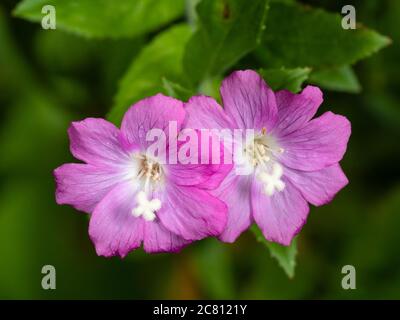 Nahaufnahme der rosa Blüten der krautigen Staude UK Wildflower, Epilobium hirsutum, große Weidenkräuter oder Codlins und Creme Stockfoto