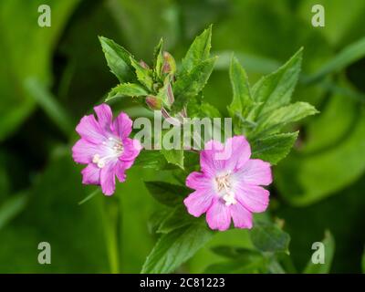 Nahaufnahme der rosa Blüten der krautigen Staude UK Wildflower, Epilobium hirsutum, große Weidenkräuter oder Codlins und Creme Stockfoto