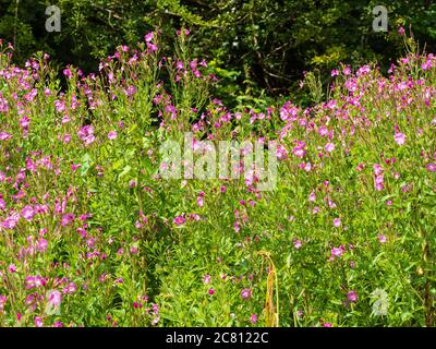 Massierte Blüten der krautigen Staude UK Wildflower, Epilobium hirsutum, große Weidenkräuter oder Codlins und Creme Stockfoto