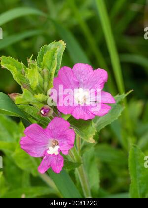 Nahaufnahme der rosa Blüten der krautigen Staude UK Wildflower, Epilobium hirsutum, große Weidenkräuter oder Codlins und Creme Stockfoto