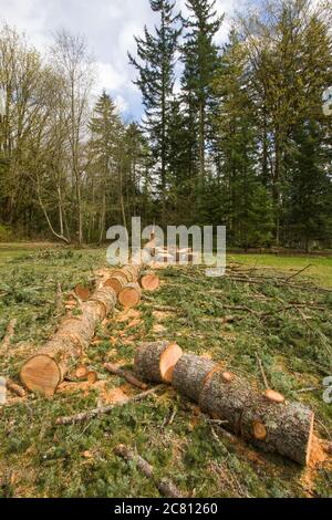 Gefallener westlicher Hemlock-Baum, der in Stücke gesägt wurde und Äste abgeschnitten hat, in Issaquah, Washington, USA Stockfoto