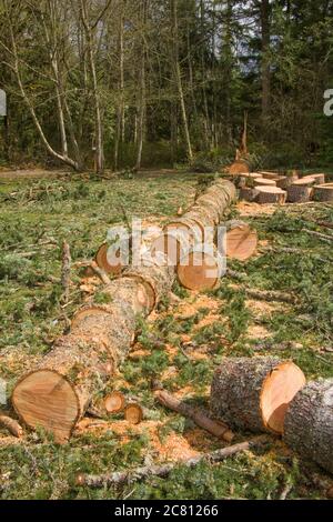 Gefallener westlicher Hemlock-Baum, der in Stücke gesägt wurde und Äste abgeschnitten hat, in Issaquah, Washington, USA Stockfoto