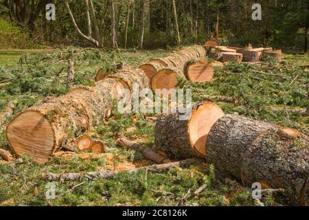 Gefallener westlicher Hemlock-Baum, der in Stücke gesägt wurde und Äste abgeschnitten hat, in Issaquah, Washington, USA Stockfoto