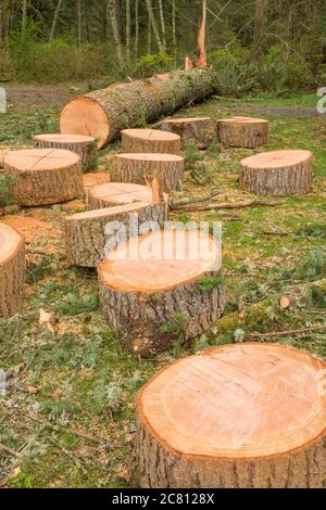 Gefallener westlicher Hemlock-Baum, der in Stücke gesägt wurde und Äste abgeschnitten hat, in Issaquah, Washington, USA Stockfoto