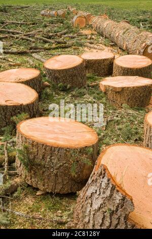 Gefallener westlicher Hemlock-Baum, der in Stücke gesägt wurde und Äste abgeschnitten hat, in Issaquah, Washington, USA Stockfoto