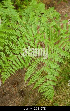 Bracken Farn in schattigen Hof in Issaquah, Washington, USA Stockfoto