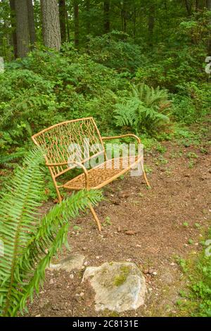 Dekorative Gartenbank umgeben von Sword Fern und Bracken Fern in einem schattigen Hof in Issaquah, Washington, USA Stockfoto