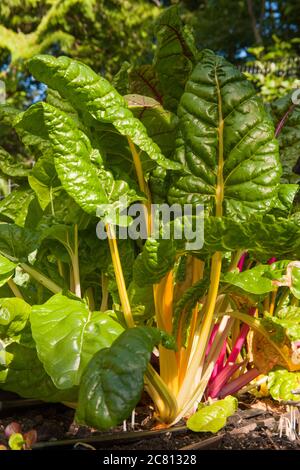 Perpetual Swiss Chard mit gelben Stielen und hell Light Swiss Chard mit mehrfarbigen Stielen wächst in Issaquah, Washington, USA Stockfoto