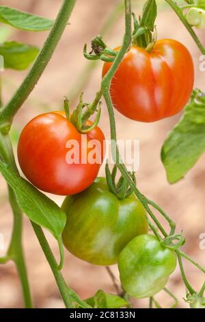 Sasha's Altai oder Sasha's Pride Erbstück Tomaten wachsen auf der Rebe in einem Garten in Issaquah, Washington, USA. Eine ausgezeichnete Vielfalt aus Russland. Hören Sie Stockfoto