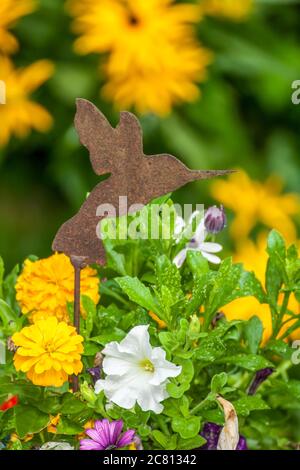 Topf mit Ringelblumen und Stiefmütterchen, mit schwarzen Augen Susans im Hintergrund in Issaquah, Washington, USA Stockfoto