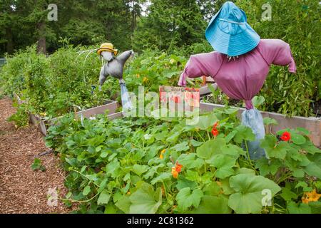 Junior Gardener's Pea Patch Hochbeet Garten, mit Kürbissen, Erdbeeren, Kapuzinerkresse und Vogelscheuchen in der Mirrormont Pea Patch Gemeinschaft gard Stockfoto