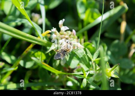 Weibliche Honigbiene sammelt Pollen. Honigbienen unter Risiko wegen nicht-Kontrolle Pestizid Anwendung Stockfoto