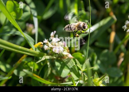 Weibliche Honigbiene sammelt Pollen. Honigbienen unter Risiko wegen nicht-Kontrolle Pestizid Anwendung Stockfoto