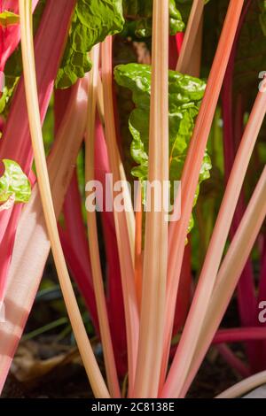 Bright Lights Swiss Chard wächst in Issaquah, Washington, USA Stockfoto