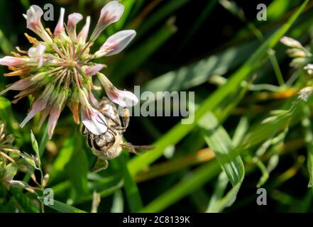 Weibliche Honigbiene sammelt Pollen. Honigbienen unter Risiko wegen nicht-Kontrolle Pestizid Anwendung Stockfoto