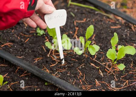 Platzieren der Pflanzen-ID-Markierung im Boden in Issaquah, Washington, USA Stockfoto