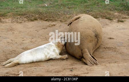 Kegelrobben Welpen und Erwachsene entspannen am Strand Stockfoto