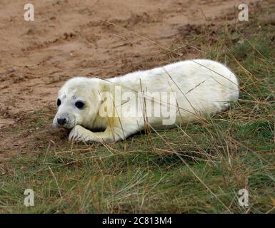 Kegelrobben Welpen und Erwachsene entspannen am Strand Stockfoto