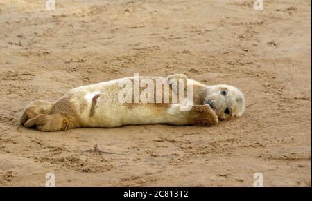 Kegelrobben Welpen und Erwachsene entspannen am Strand Stockfoto